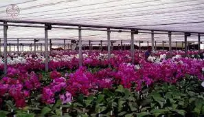 پردیس شهرک علمی و تحقیقاتی اصفهان